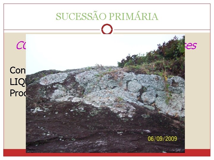 SUCESSÃO PRIMÁRIA COMUNIDADES PIONEIRAS ou Eceses Reelembrando Condição adversaliquen= (sol) LIQUENS são resistentes e