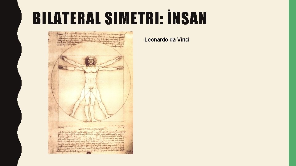 BILATERAL SIMETRI: İNSAN Leonardo da Vinci 