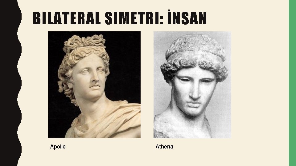 BILATERAL SIMETRI: İNSAN Apollo Athena 