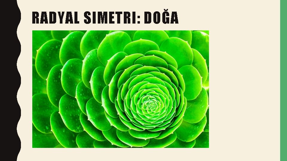 RADYAL SIMETRI: DOĞA 