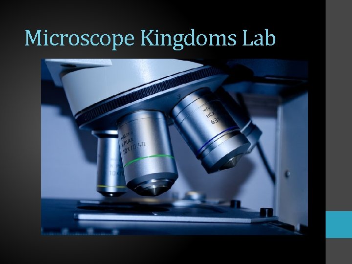 Microscope Kingdoms Lab 