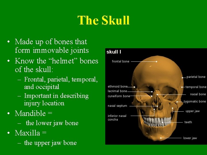 The Skull • Made up of bones that form immovable joints • Know the