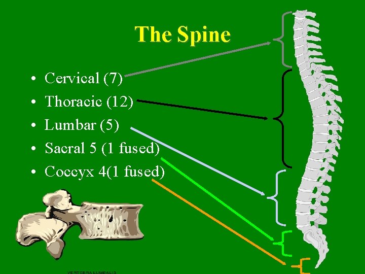 The Spine • • • Cervical (7) Thoracic (12) Lumbar (5) Sacral 5 (1