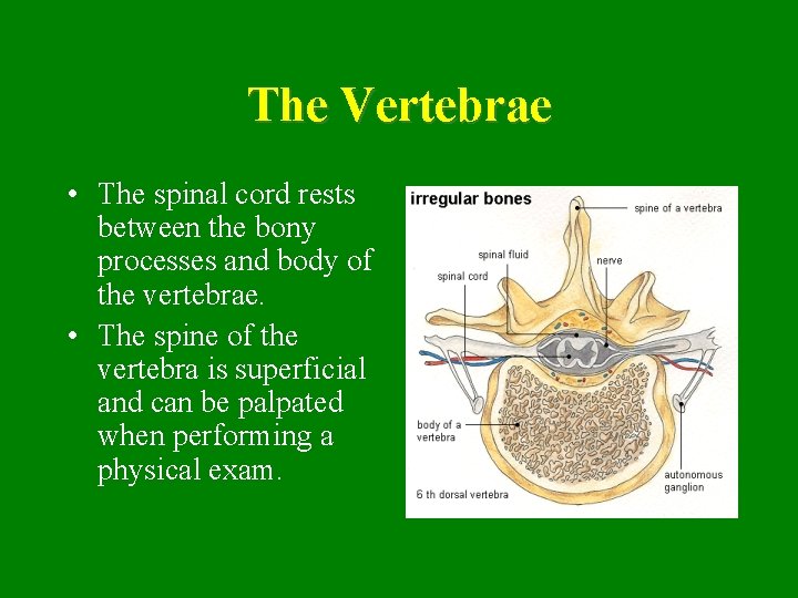 The Vertebrae • The spinal cord rests between the bony processes and body of