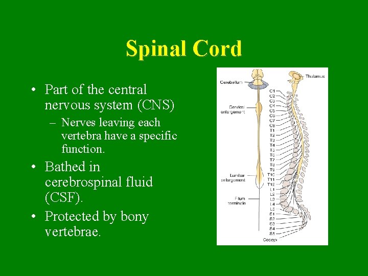Spinal Cord • Part of the central nervous system (CNS) – Nerves leaving each