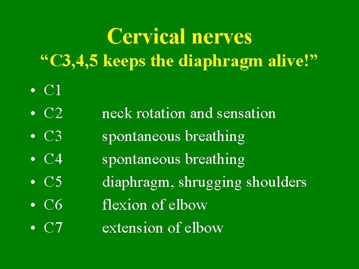Cervical nerves “C 3, 4, 5 keeps the diaphragm alive!” • • C 1