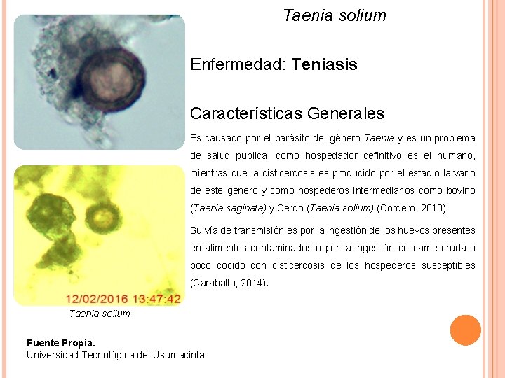 Taenia solium Enfermedad: Teniasis Características Generales Es causado por el parásito del género Taenia
