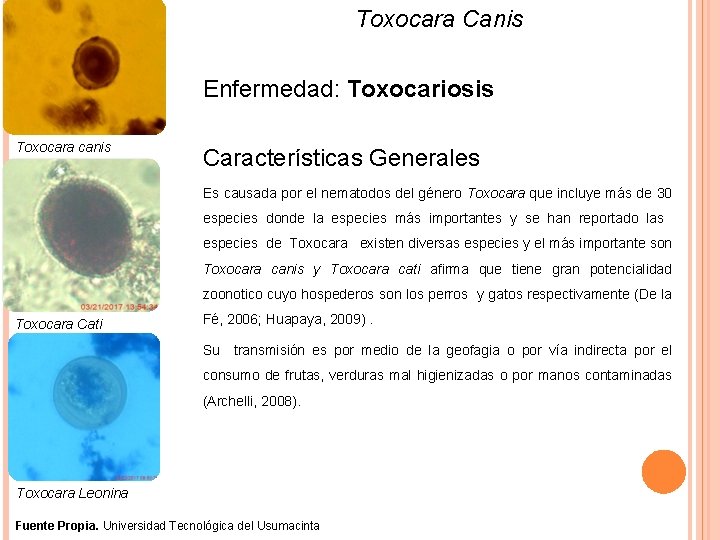 Toxocara Canis Enfermedad: Toxocariosis Toxocara canis Características Generales Es causada por el nematodos del
