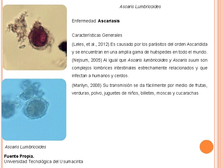 Ascaris Lumbricoides Enfermedad: Ascariasis Características Generales (Leles, et al. , 2012) Es causado por
