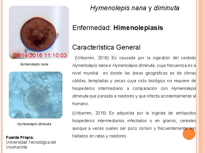 Hymenolepis nana y diminuta Enfermedad: Himenolepiasis Característica General (Uribarren, 2016) Es causada por la
