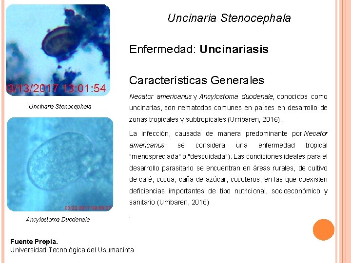 Uncinaria Stenocephala Enfermedad: Uncinariasis Características Generales Necator americanus y Ancylostoma duodenale, conocidos como Uncinaria