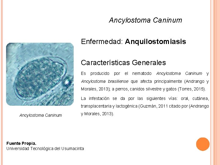 Ancylostoma Caninum Enfermedad: Anquilostomiasis Características Generales Es producido por el nematodo Ancylostoma Caninum y