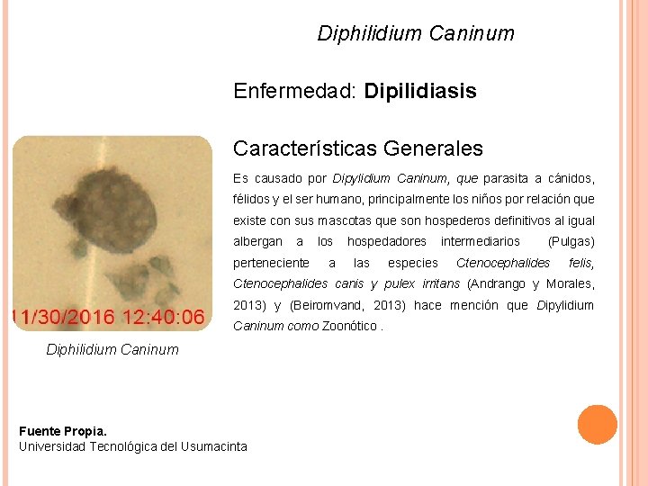 Diphilidium Caninum Enfermedad: Dipilidiasis Características Generales Es causado por Dipylidium Caninum, que parasita a