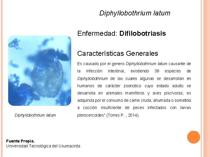 Diphyllobothrium latum Enfermedad: Difilobotriasis Características Generales Es causado por el genero Diphyllobothrium latum causante