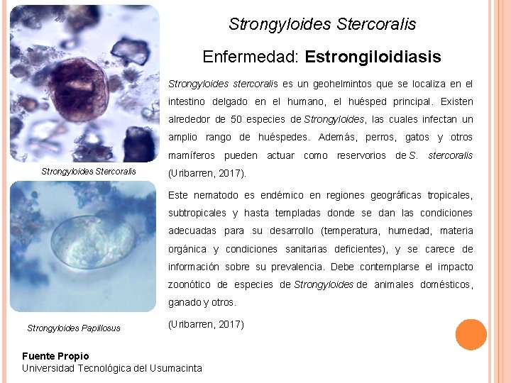Strongyloides Stercoralis Enfermedad: Estrongiloidiasis Strongyloides stercoralis es un geohelmintos que se localiza en el
