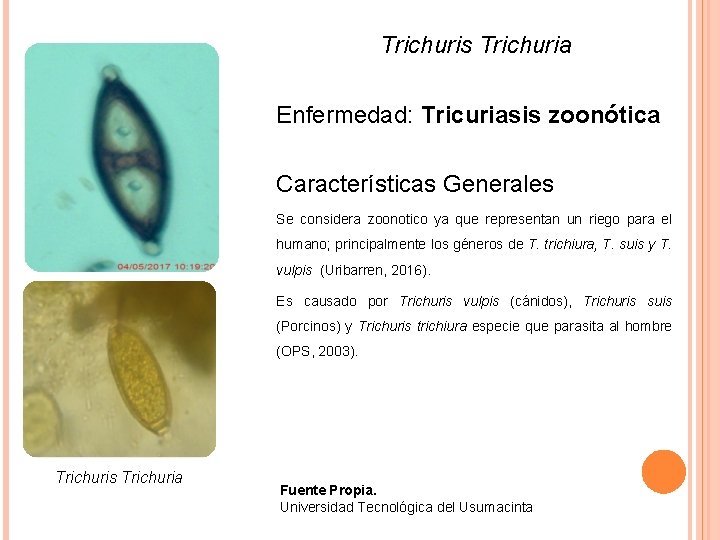 Trichuris Trichuria Enfermedad: Tricuriasis zoonótica Características Generales Se considera zoonotico ya que representan un