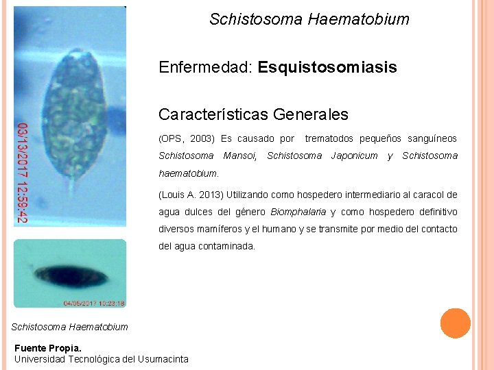 Schistosoma Haematobium Enfermedad: Esquistosomiasis Características Generales (OPS, 2003) Es causado por Schistosoma Mansoi, trematodos