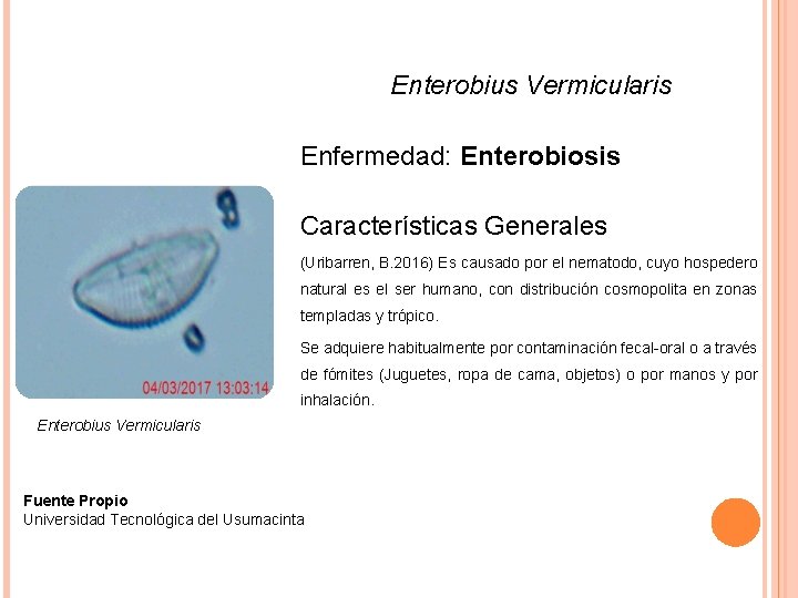 Enterobius Vermicularis Enfermedad: Enterobiosis Características Generales (Uribarren, B. 2016) Es causado por el nematodo,