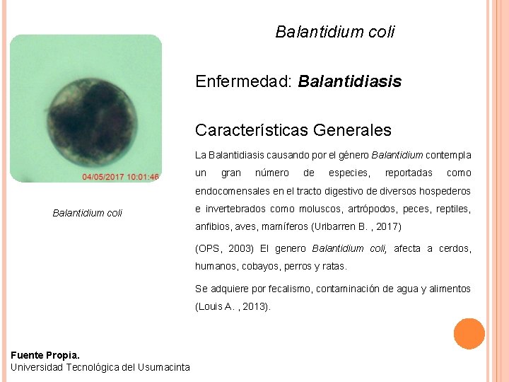 Balantidium coli Enfermedad: Balantidiasis Características Generales La Balantidiasis causando por el género Balantidium contempla