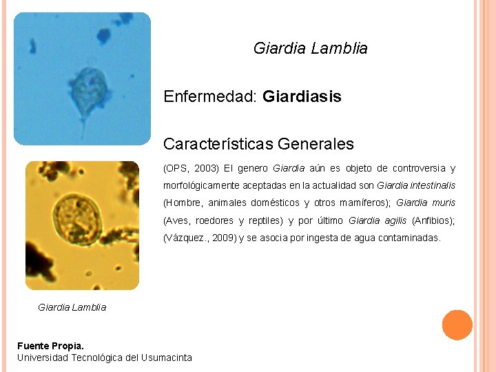 Giardia Lamblia Enfermedad: Giardiasis Características Generales (OPS, 2003) El genero Giardia aún es objeto