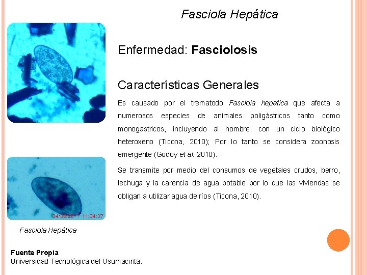 Fasciola Hepática Enfermedad: Fasciolosis Características Generales Es causado por el trematodo Fasciola hepatica que