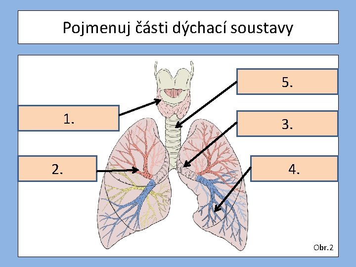 Pojmenuj části dýchací soustavy Průdušnice 5. Hrtan 1. Průdušinky 2. Průduška 3. Plicní 4.