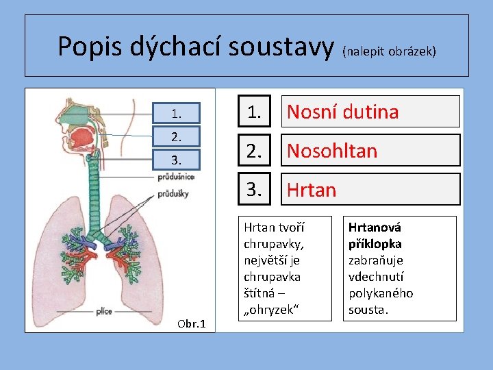 Popis dýchací soustavy (nalepit obrázek) 1. 2. 3. Obr. 1 1. Nosní dutina 2.