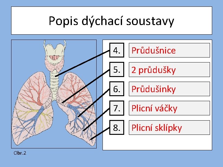 Popis dýchací soustavy Obr. 2 4. Průdušnice 5. 2 průdušky 6. Průdušinky 7. Plicní