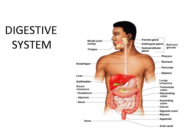 DIGESTIVE SYSTEM 