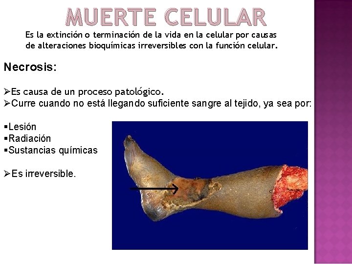 MUERTE CELULAR Es la extinción o terminación de la vida en la celular por