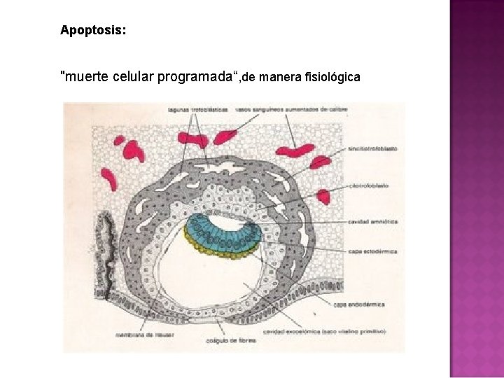 Apoptosis: "muerte celular programada“, de manera fisiológica 