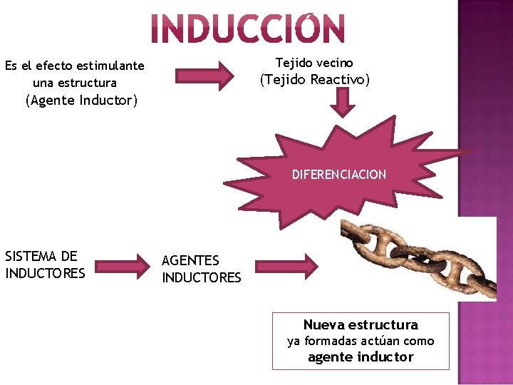 Tejido vecino Es el efecto estimulante una estructura (Tejido Reactivo) (Agente Inductor) DIFERENCIACION SISTEMA