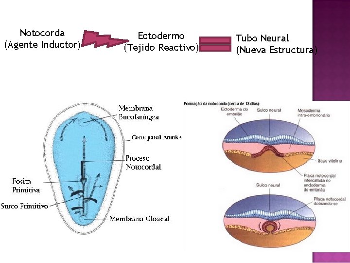 Notocorda (Agente Inductor) Ectodermo (Tejido Reactivo) Tubo Neural (Nueva Estructura) 