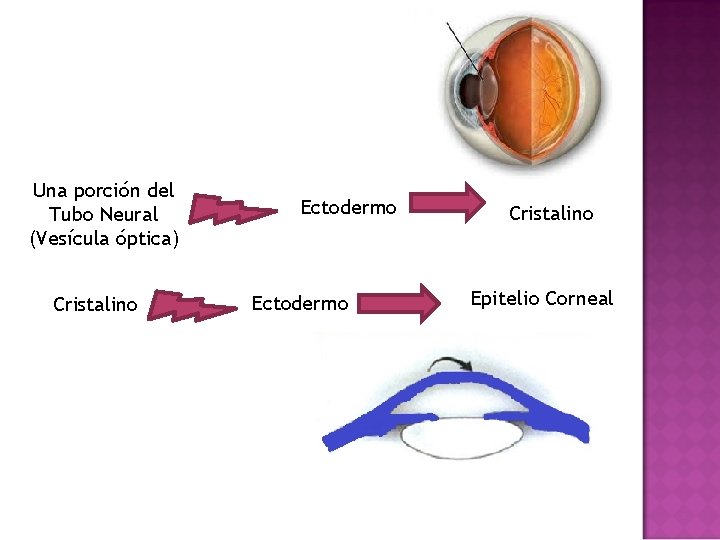 Una porción del Tubo Neural (Vesícula óptica) Cristalino Ectodermo Cristalino Epitelio Corneal 