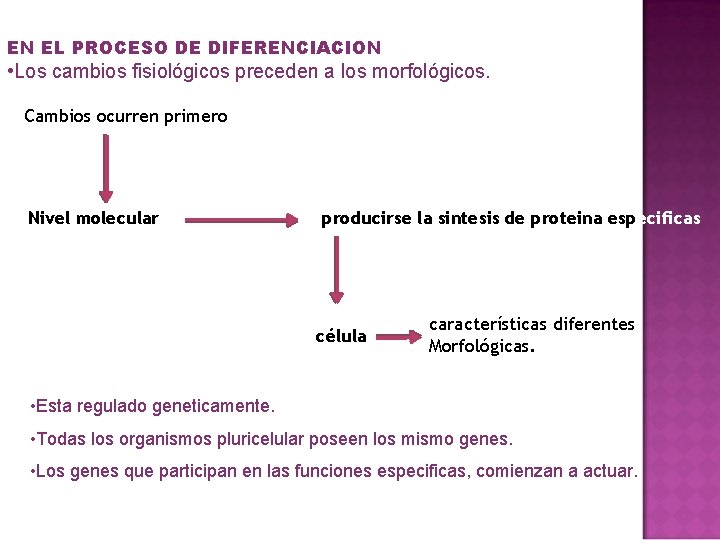 EN EL PROCESO DE DIFERENCIACION • Los cambios fisiológicos preceden a los morfológicos. Cambios