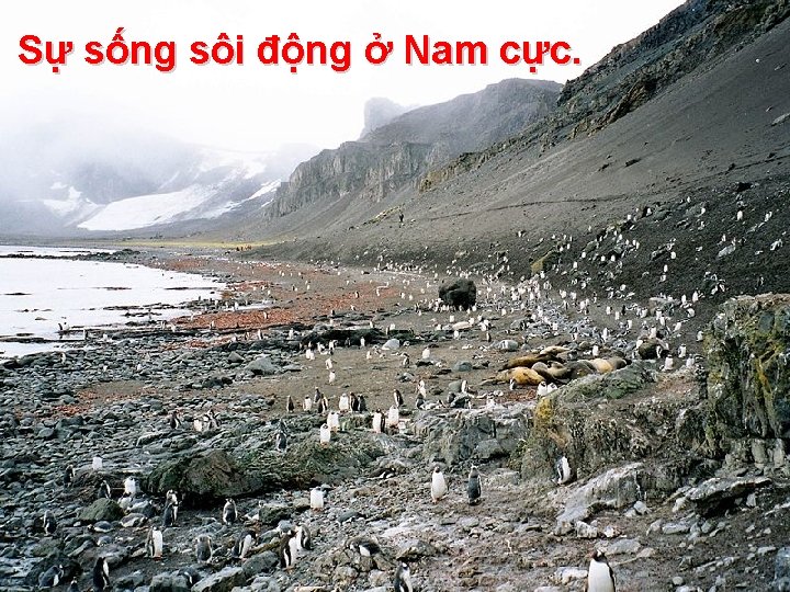 Sự sống sôi động ở Nam cực. 