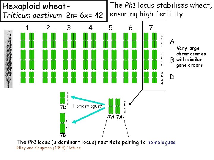 Hexaploid wheat- The Ph 1 locus stabilises wheat, Triticum aestivum 2 n= 6 x=