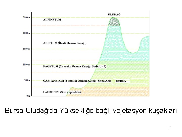 Bursa-Uludağ’da Yüksekliğe bağlı vejetasyon kuşakları 12 