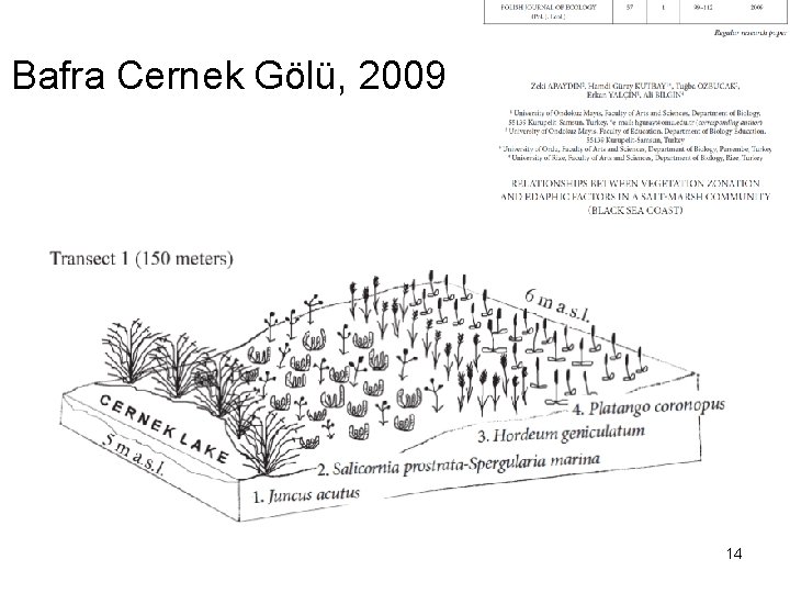 Bafra Cernek Gölü, 2009 14 