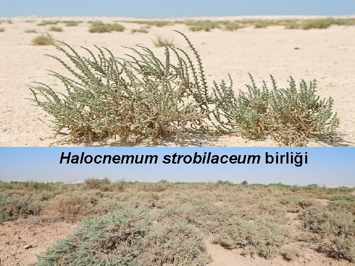 Halocnemum strobilaceum birliği 17 Halocnemum strobilaceum birliği 17