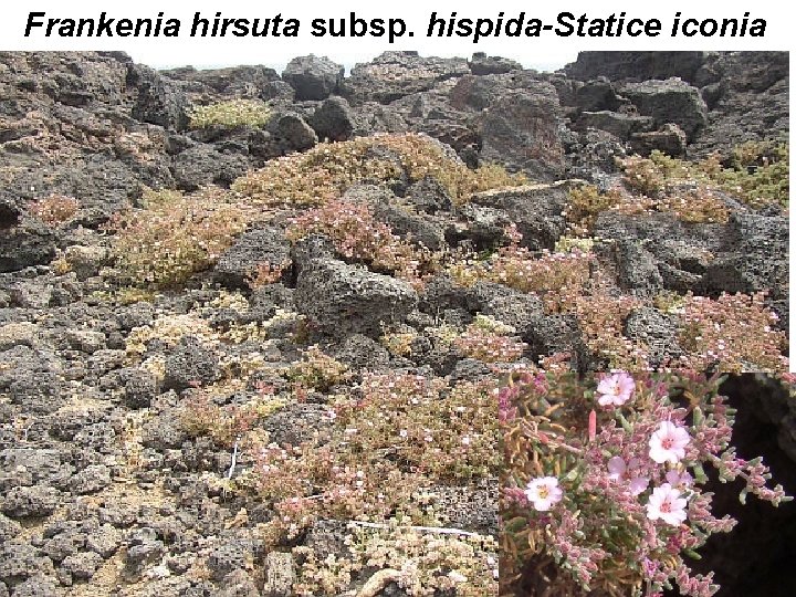 Frankenia hirsuta subsp. hispida-Statice iconia 18 