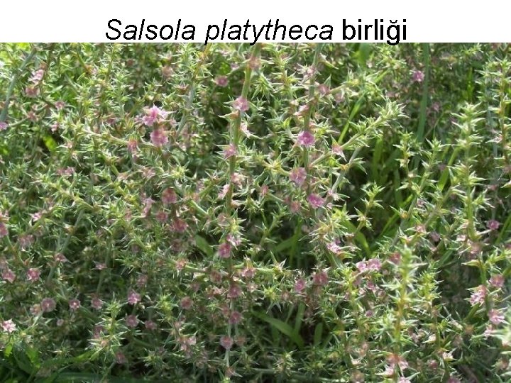 Salsola platytheca birliği 19 