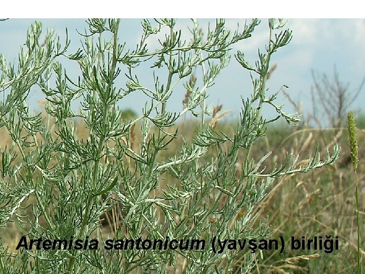 Artemisia santonicum (yavşan) birliği 20 Artemisia santonicum (yavşan) birliği 20