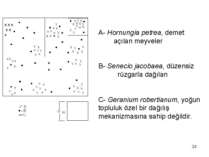 A- Hornungia petrea, demet açılan meyveler B- Senecio jacobaea, düzensiz rüzgarla dağılan C- Geranium