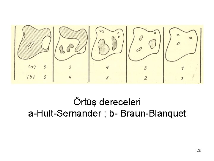Örtüş dereceleri a-Hult-Sernander ; b- Braun-Blanquet 29 