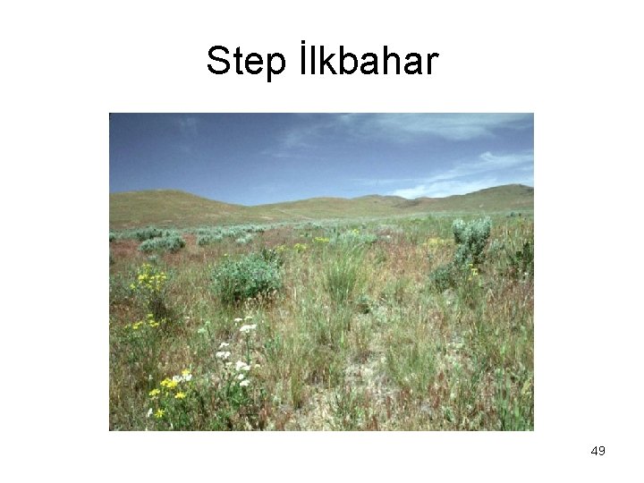 Step İlkbahar 49 