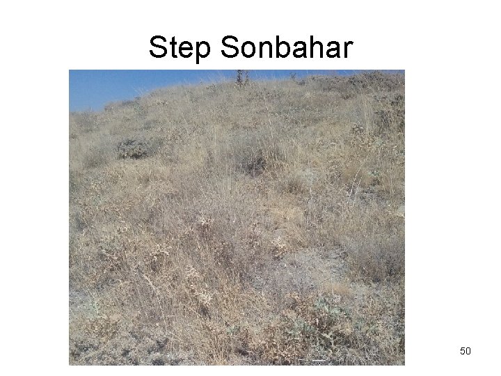 Step Sonbahar 50 Step Sonbahar 50