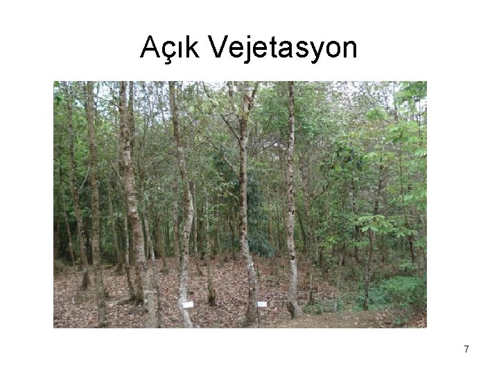 Açık Vejetasyon 7 