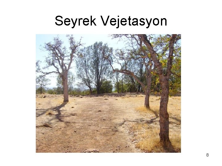 Seyrek Vejetasyon 8 