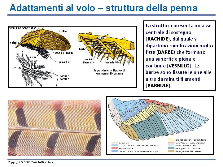 Adattamenti al volo – struttura della penna La struttura presenta un asse centrale di